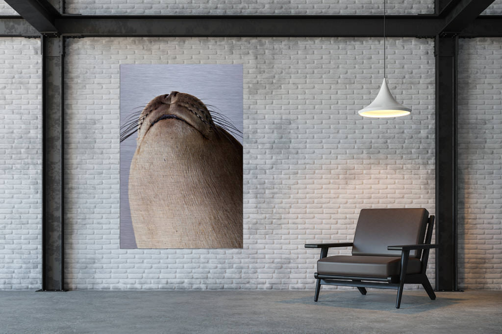 Das farbige Fotokunstwerk einer antarktischen Robbe an einer Wand in einer Loft.